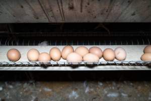 Captured at Bridgewater Poultry Farm, Bridgewater VIC Australia.