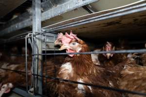 Captured at Bridgewater Poultry Farm, Bridgewater VIC Australia.