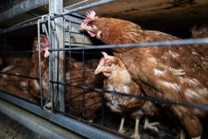 Captured at Bridgewater Poultry Farm, Bridgewater VIC Australia.