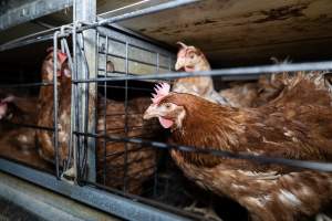 Captured at Bridgewater Poultry Farm, Bridgewater VIC Australia.