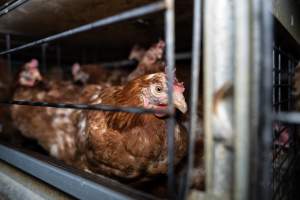 Captured at Bridgewater Poultry Farm, Bridgewater VIC Australia.