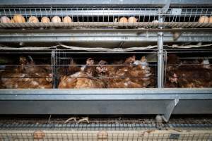 Captured at Bridgewater Poultry Farm, Bridgewater VIC Australia.