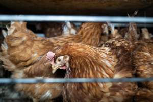 Captured at Bridgewater Poultry Farm, Bridgewater VIC Australia.