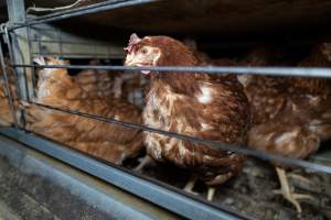 Captured at Bridgewater Poultry Farm, Bridgewater VIC Australia.