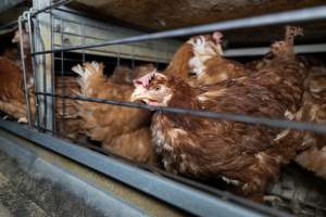 Captured at Bridgewater Poultry Farm, Bridgewater VIC Australia.