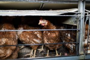 Captured at Bridgewater Poultry Farm, Bridgewater VIC Australia.