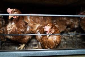 Captured at Bridgewater Poultry Farm, Bridgewater VIC Australia.