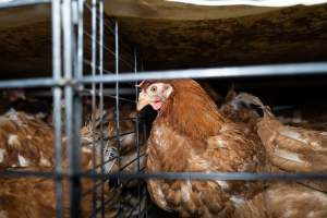 Captured at Bridgewater Poultry Farm, Bridgewater VIC Australia.