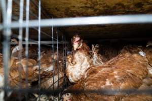 Captured at Bridgewater Poultry Farm, Bridgewater VIC Australia.