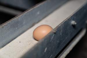 Captured at Bridgewater Poultry Farm, Bridgewater VIC Australia.