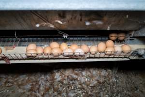 Captured at Bridgewater Poultry Farm, Bridgewater VIC Australia.