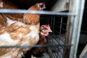 Captured at Bridgewater Poultry Farm, Bridgewater VIC Australia.