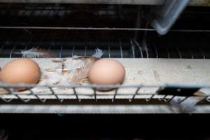 Captured at Bridgewater Poultry Farm, Bridgewater VIC Australia.