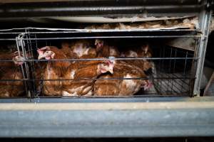 Captured at Bridgewater Poultry Farm, Bridgewater VIC Australia.