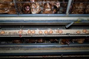 Captured at Bridgewater Poultry Farm, Bridgewater VIC Australia.