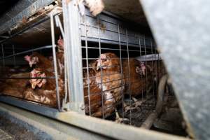 Captured at Bridgewater Poultry Farm, Bridgewater VIC Australia.