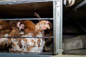 Captured at Bridgewater Poultry Farm, Bridgewater VIC Australia.