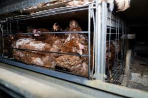 Captured at Bridgewater Poultry Farm, Bridgewater VIC Australia.