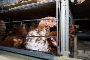 Captured at Bridgewater Poultry Farm, Bridgewater VIC Australia.