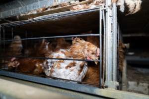 Captured at Bridgewater Poultry Farm, Bridgewater VIC Australia.