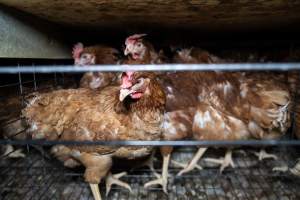 Captured at Bridgewater Poultry Farm, Bridgewater VIC Australia.