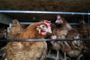 Captured at Bridgewater Poultry Farm, Bridgewater VIC Australia.