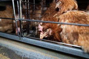 Captured at Bridgewater Poultry Farm, Bridgewater VIC Australia.