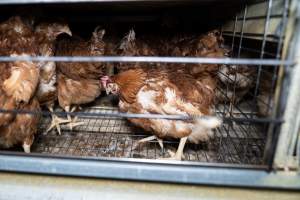 Captured at Bridgewater Poultry Farm, Bridgewater VIC Australia.