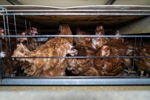 Captured at Bridgewater Poultry Farm, Bridgewater VIC Australia.