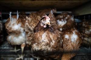 Captured at Bridgewater Poultry Farm, Bridgewater VIC Australia.