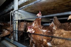 Captured at Bridgewater Poultry Farm, Bridgewater VIC Australia.