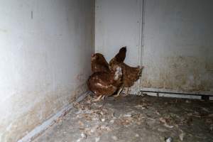 Captured at Bridgewater Poultry Farm, Bridgewater VIC Australia.