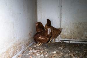 Captured at Bridgewater Poultry Farm, Bridgewater VIC Australia.