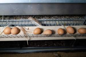 Captured at Bridgewater Poultry Farm, Bridgewater VIC Australia.