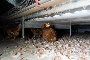 Captured at Bridgewater Poultry Farm, Bridgewater VIC Australia.