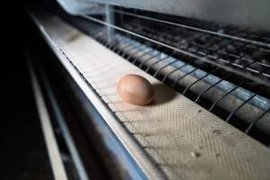 Captured at Bridgewater Poultry Farm, Bridgewater VIC Australia.