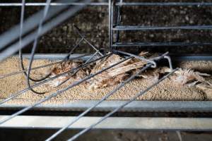 Captured at Bridgewater Poultry Farm, Bridgewater VIC Australia.