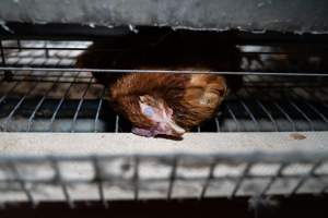 Captured at Bridgewater Poultry Farm, Bridgewater VIC Australia.