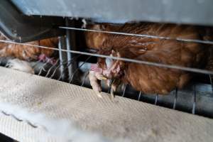 Captured at Bridgewater Poultry Farm, Bridgewater VIC Australia.