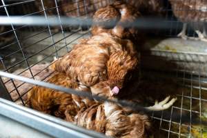 Captured at Bridgewater Poultry Farm, Bridgewater VIC Australia.