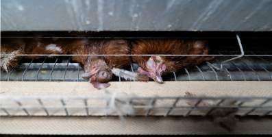 Captured at Bridgewater Poultry Farm, Bridgewater VIC Australia.