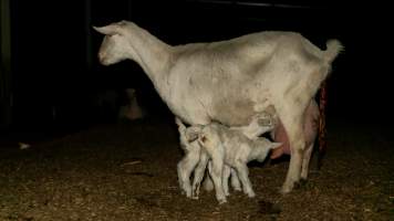 Mother goat with newborn kids - In one of 6 sheds housing adult female goats. The goats are repeatedly impregnated to ensure a continuous flow of milk. The kids are taken in the morning, just hours old - the females to be raised to ultimately replace their mothers as milkers, the males to be shot in the back of a head with a bolt gun. - Captured at Cibus Goats, Trafalgar East VIC Australia.