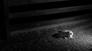 Newborn goat kid - In one of 6 sheds housing adult female goats. The goats are repeatedly impregnated to ensure a continuous flow of milk. The kids are taken in the morning, just hours old - the females to be raised to ultimately replace their mothers as milkers, the males to be shot in the back of a head with a bolt gun. - Captured at Cibus Goats, Trafalgar East VIC Australia.