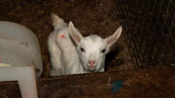 Female goat kid - In the kid shed, where the females are raised to join the breeding/milking cycle. - Captured at Cibus Goats, Trafalgar East VIC Australia.