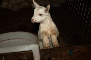 Female goat kid - In the kid shed, where the females are raised to join the breeding/milking cycle. - Captured at Cibus Goats, Trafalgar East VIC Australia.