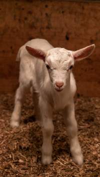 Female goat kid - In the kid shed, where the females are raised to join the breeding/milking cycle. - Captured at Cibus Goats, Trafalgar East VIC Australia.