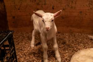 Female goat kid - In the kid shed, where the females are raised to join the breeding/milking cycle. - Captured at Cibus Goats, Trafalgar East VIC Australia.