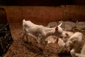 Female goat kids - In the kid shed, where the females are raised to join the breeding/milking cycle. - Captured at Cibus Goats, Trafalgar East VIC Australia.