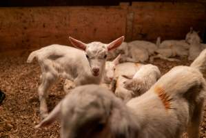 Female goat kids - In the kid shed, where the females are raised to join the breeding/milking cycle. - Captured at Cibus Goats, Trafalgar East VIC Australia.