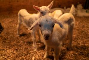 Female goat kids - In the kid shed, where the females are raised to join the breeding/milking cycle. - Captured at Cibus Goats, Trafalgar East VIC Australia.